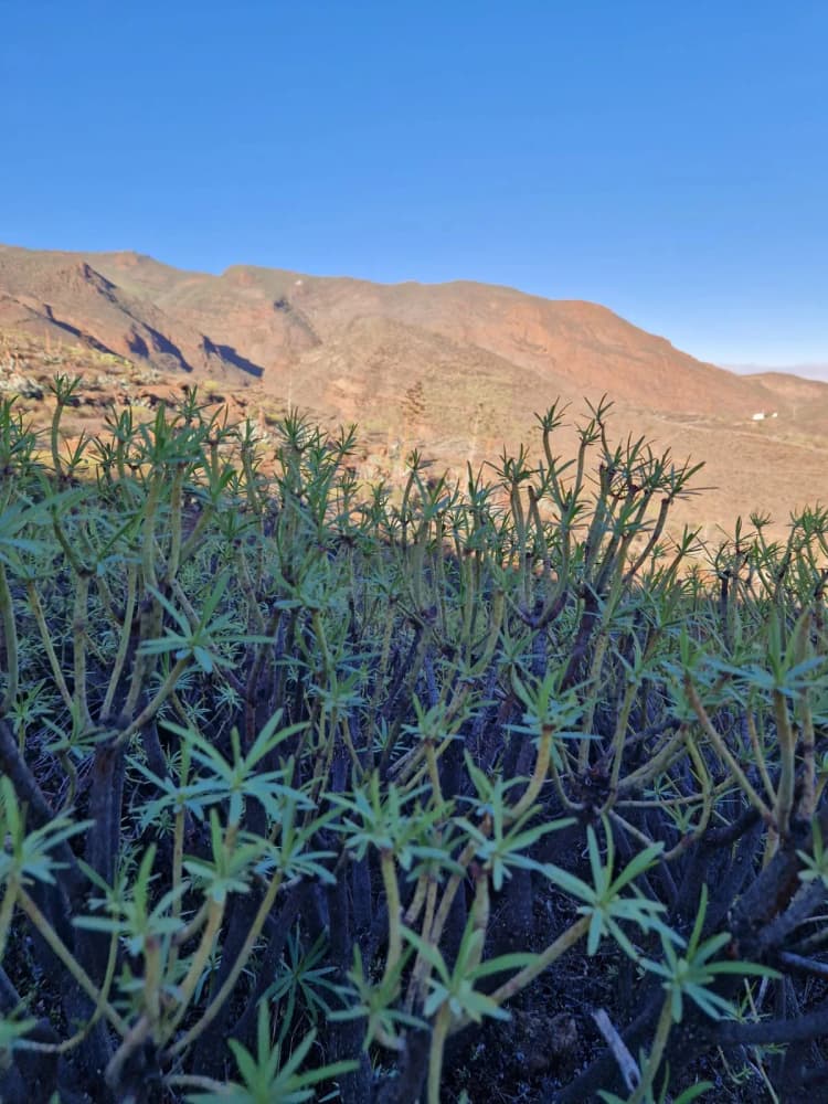 Gran Canaria rural.jpg